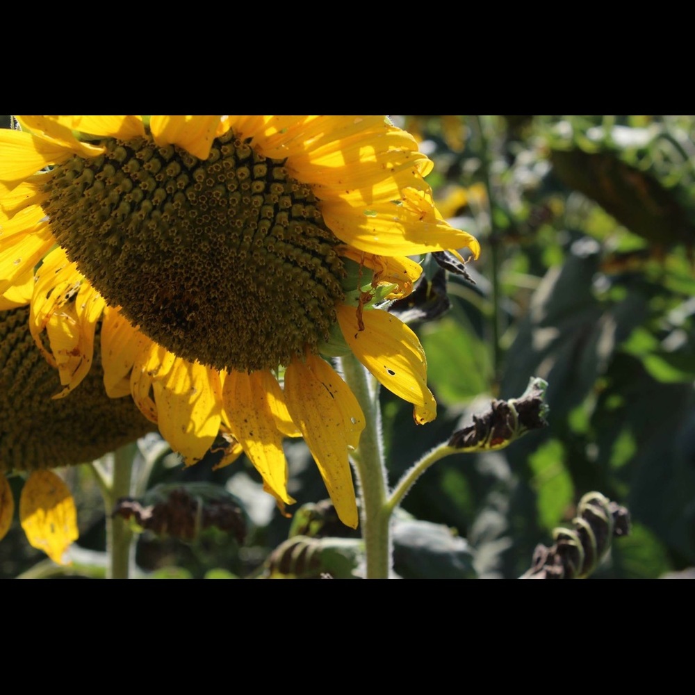 Meet your Posher, Grace